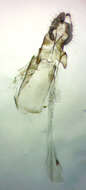 Imagem de Acleris semiannula Robinson 1869