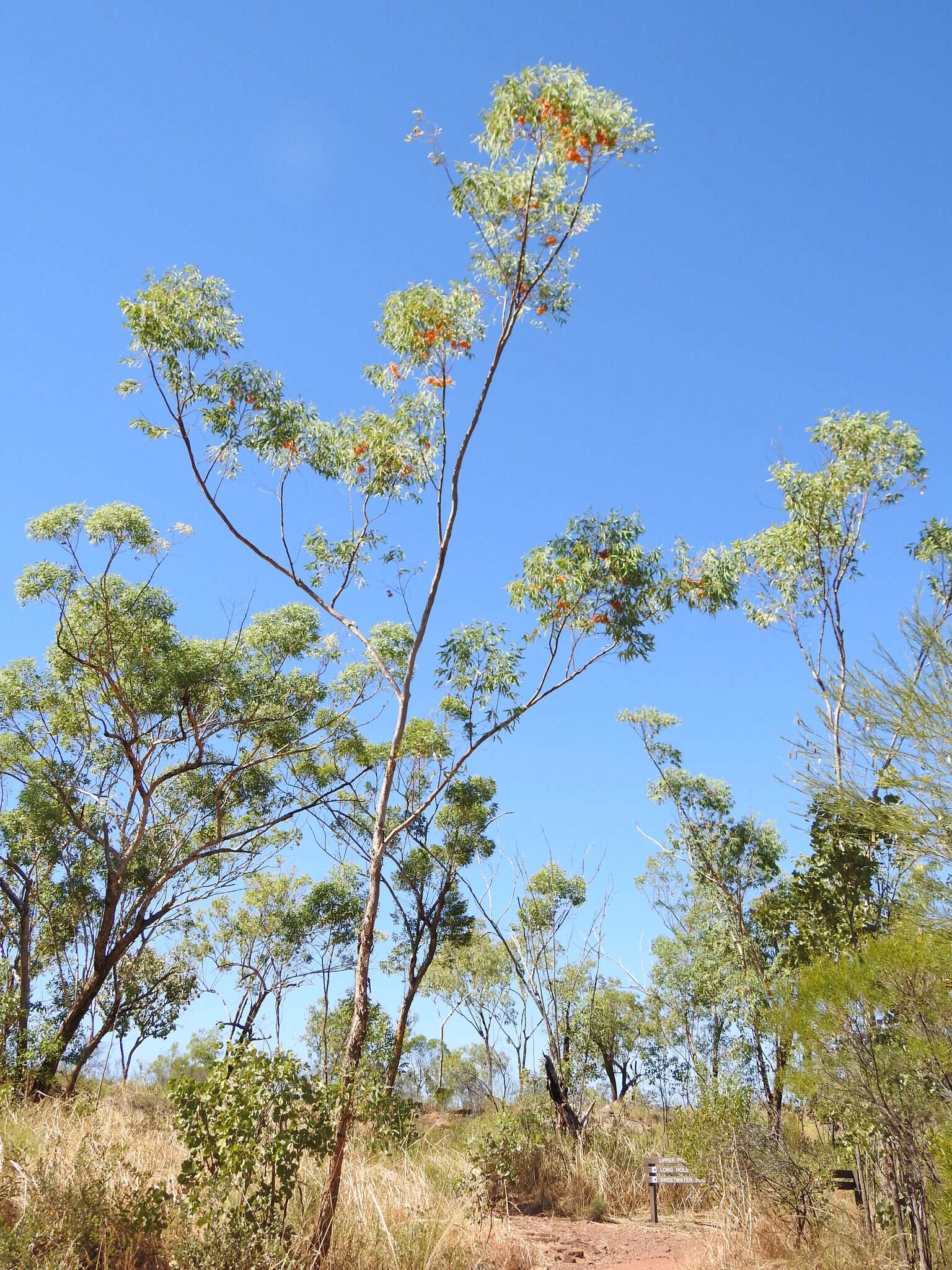 Image of Eucalyptus phoenicea F. Müll.