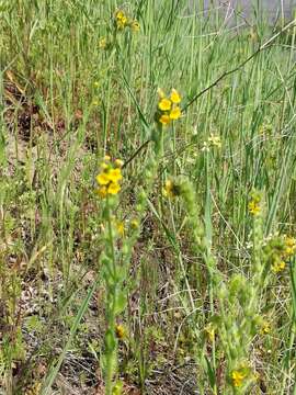 Image of tarweed fiddleneck