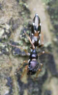 Image of Jumping spider