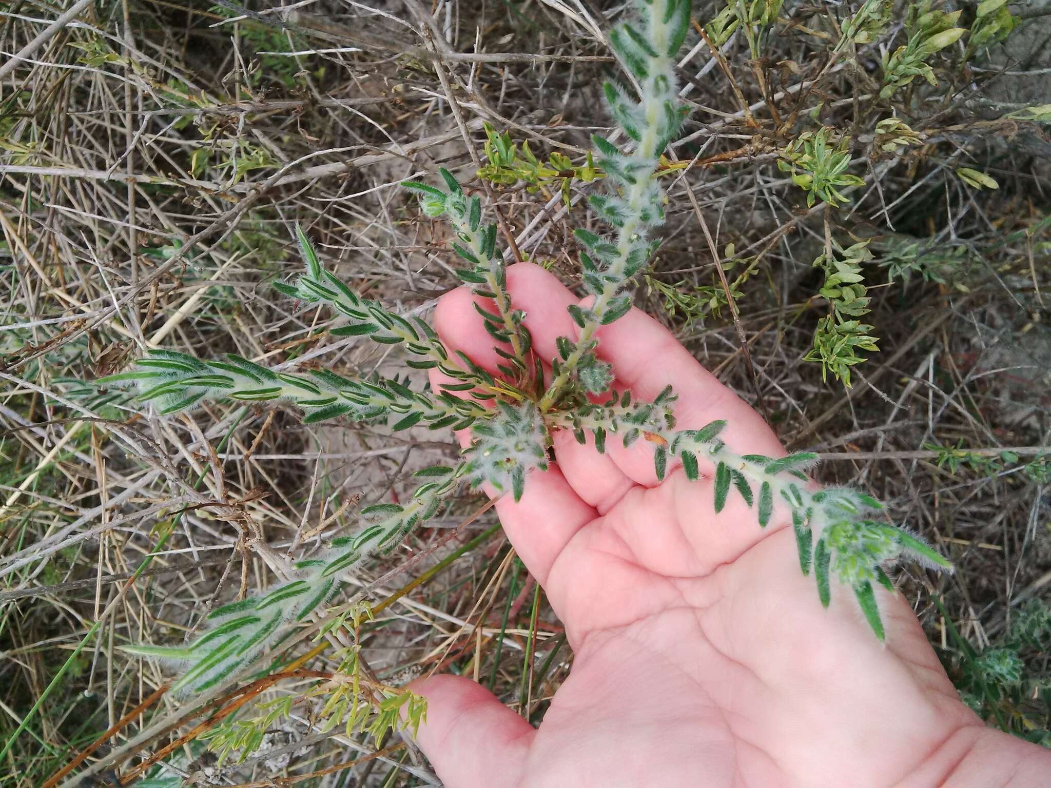 Image of Phylica harveyi (Arn.) Pillans