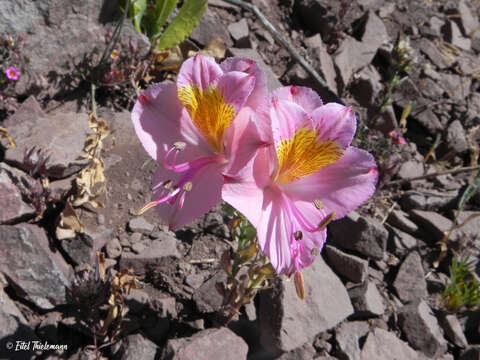 Image of Alstroemeria exserens Meyen