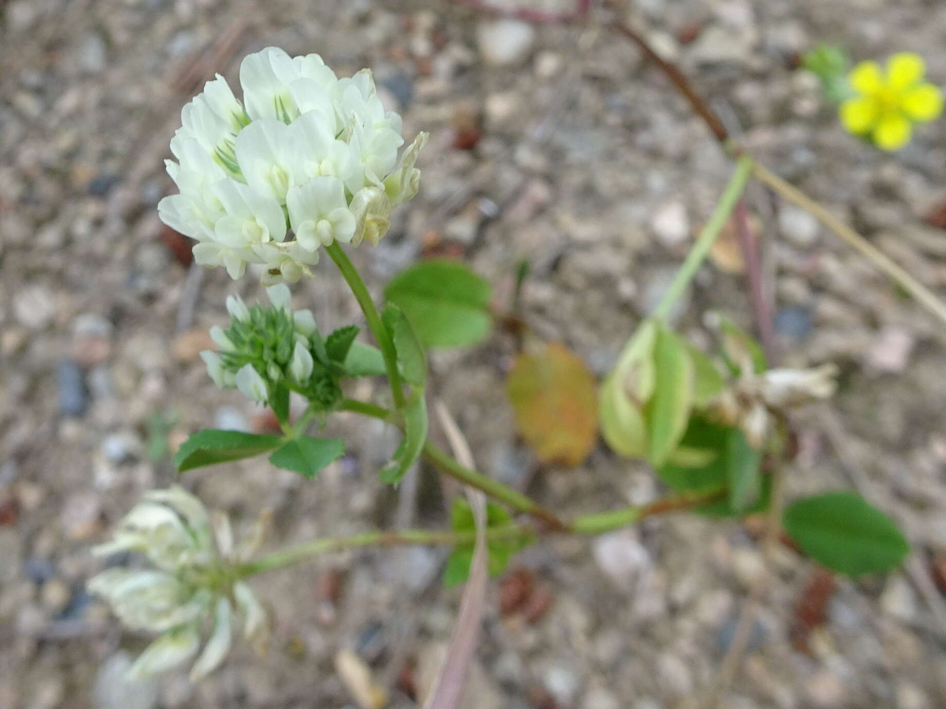 Image of small white clover