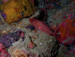 Image of Rainbow scorpionfish
