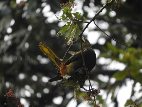 Image of Dusky-green Oropendola