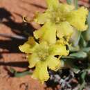 Image of Ferraria macrochlamys subsp. serpentina Goldblatt & J. C. Manning