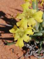 Image of Ferraria macrochlamys subsp. serpentina Goldblatt & J. C. Manning