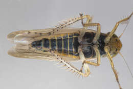 Image of <i><i>Cicadula</i></i> (Cicadula) <i>cyperacea</i>