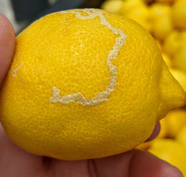 Image of Citrus Peelminer