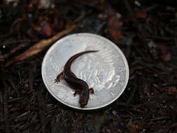 Image of Pygmy Salamander