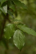 Plancia ëd Cornus asperifolia Michx.