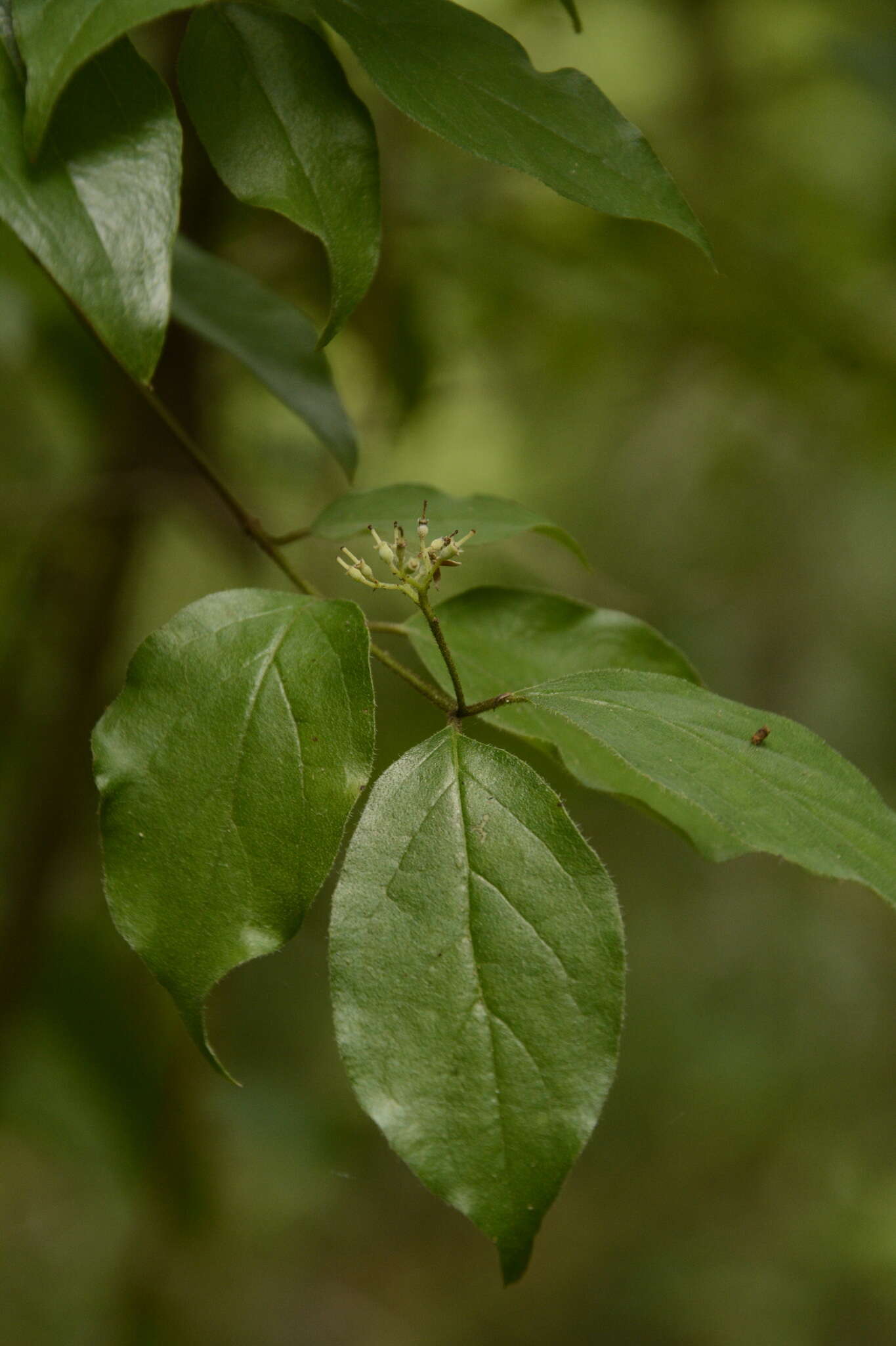 Plancia ëd Cornus asperifolia Michx.