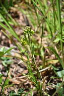 Image of Savannah Milkweed