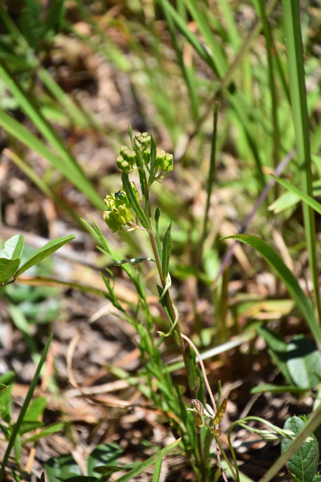 Image of Savannah Milkweed