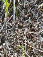 Image of cup lichen