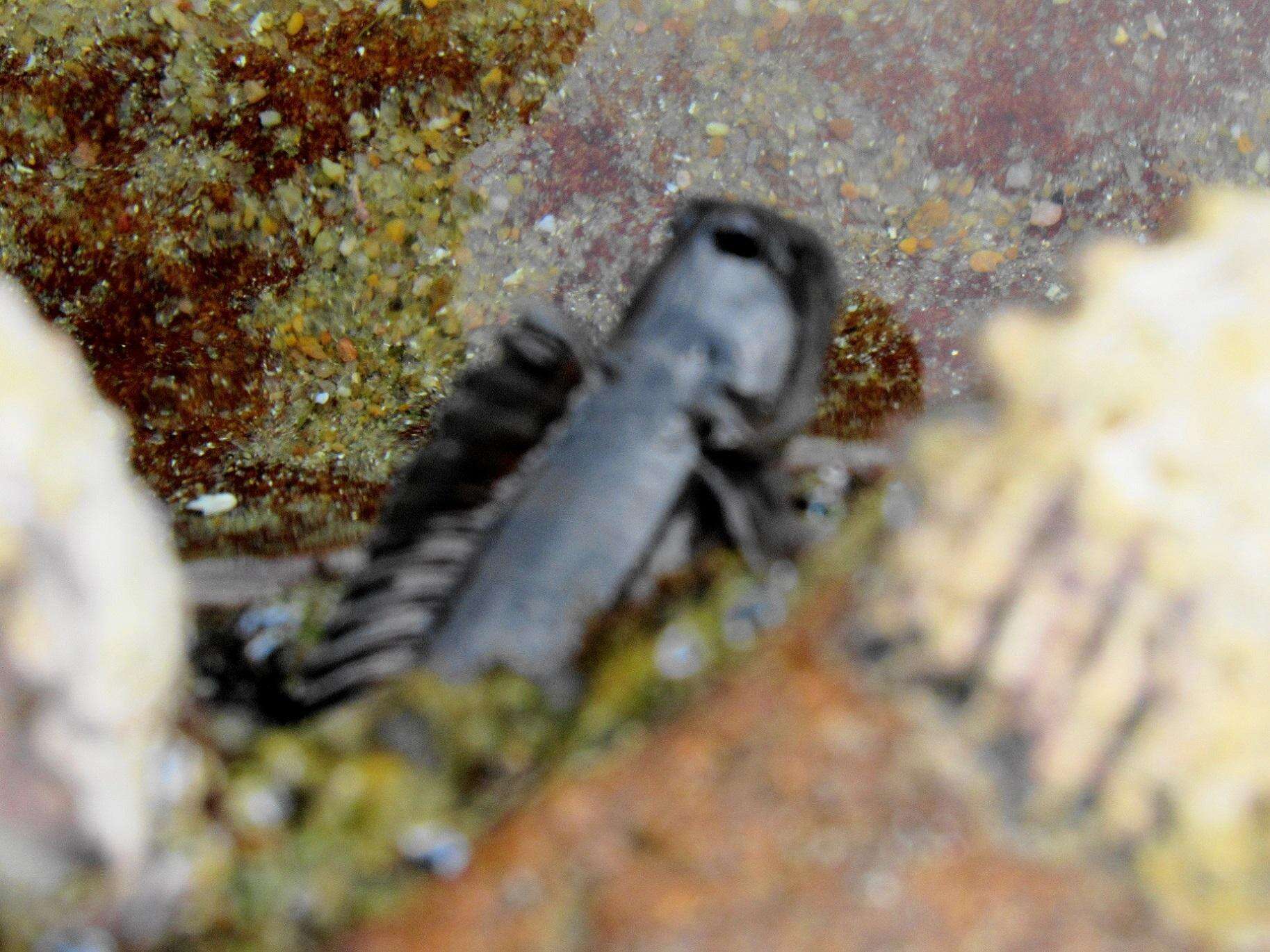 Image of Blenny