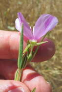 Image of winecup clarkia