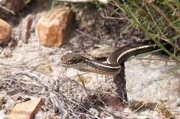 Image of California whipsnake