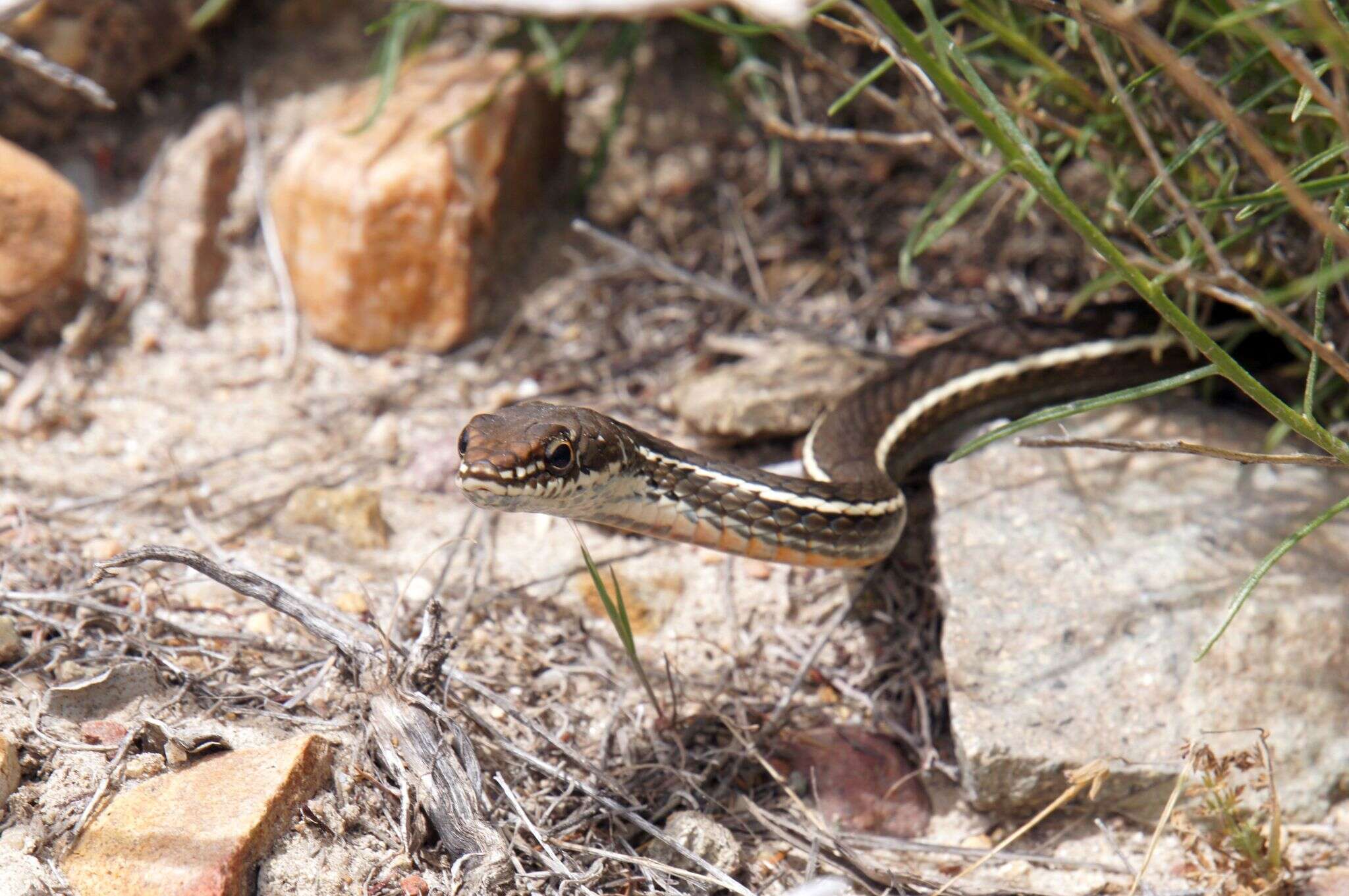 Image of California whipsnake