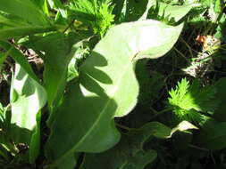 Image of White-Ray Mule's-Ears