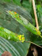 Image of Pleurothallis dibolia Luer