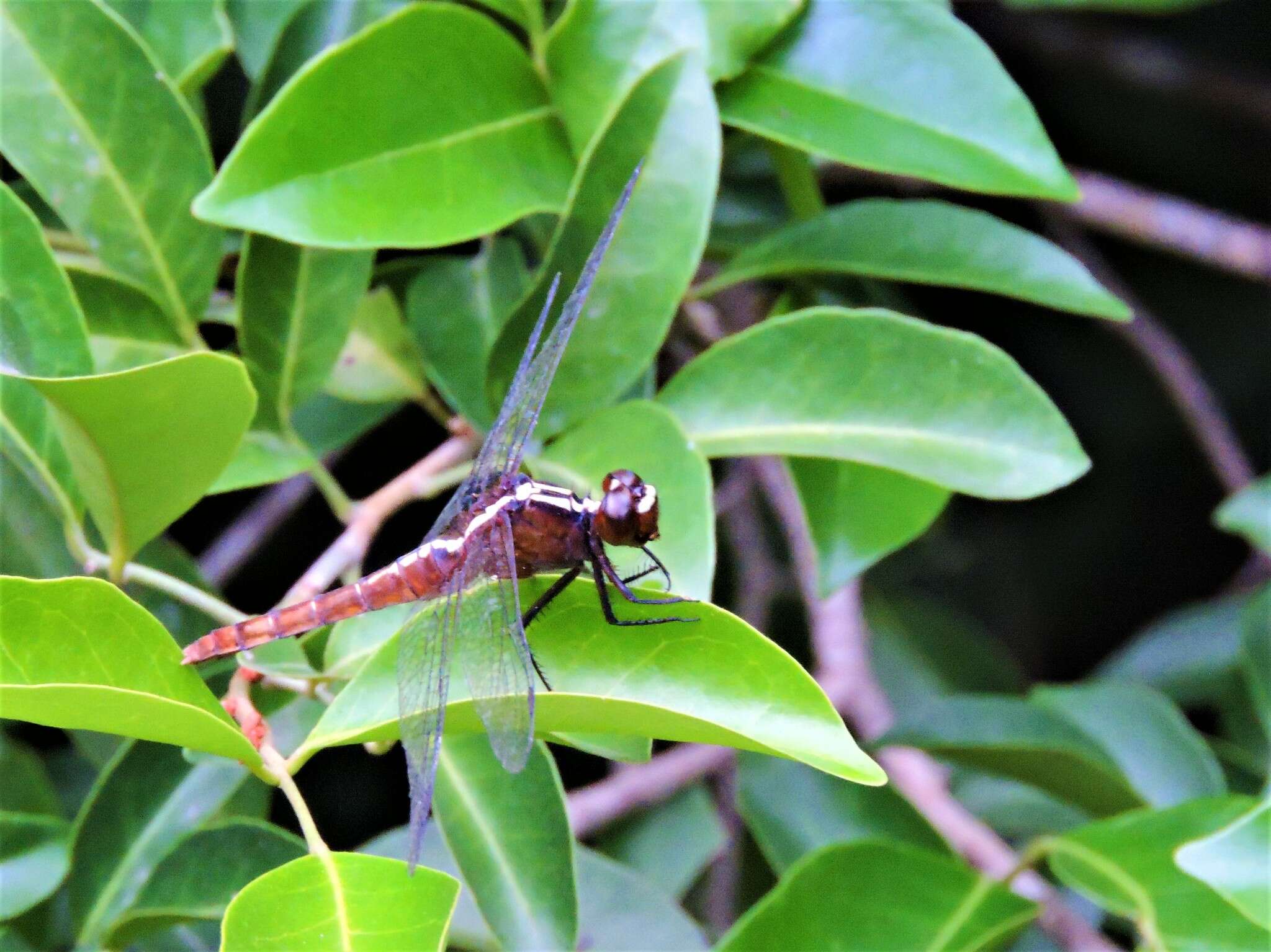 Imagem de Rhodothemis rufa (Rambur 1842)