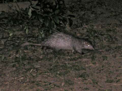 Image of Brush-tailed porcupine