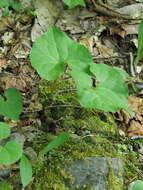 Image of Asarum tohokuense Yamaji & Ter. Nakam.