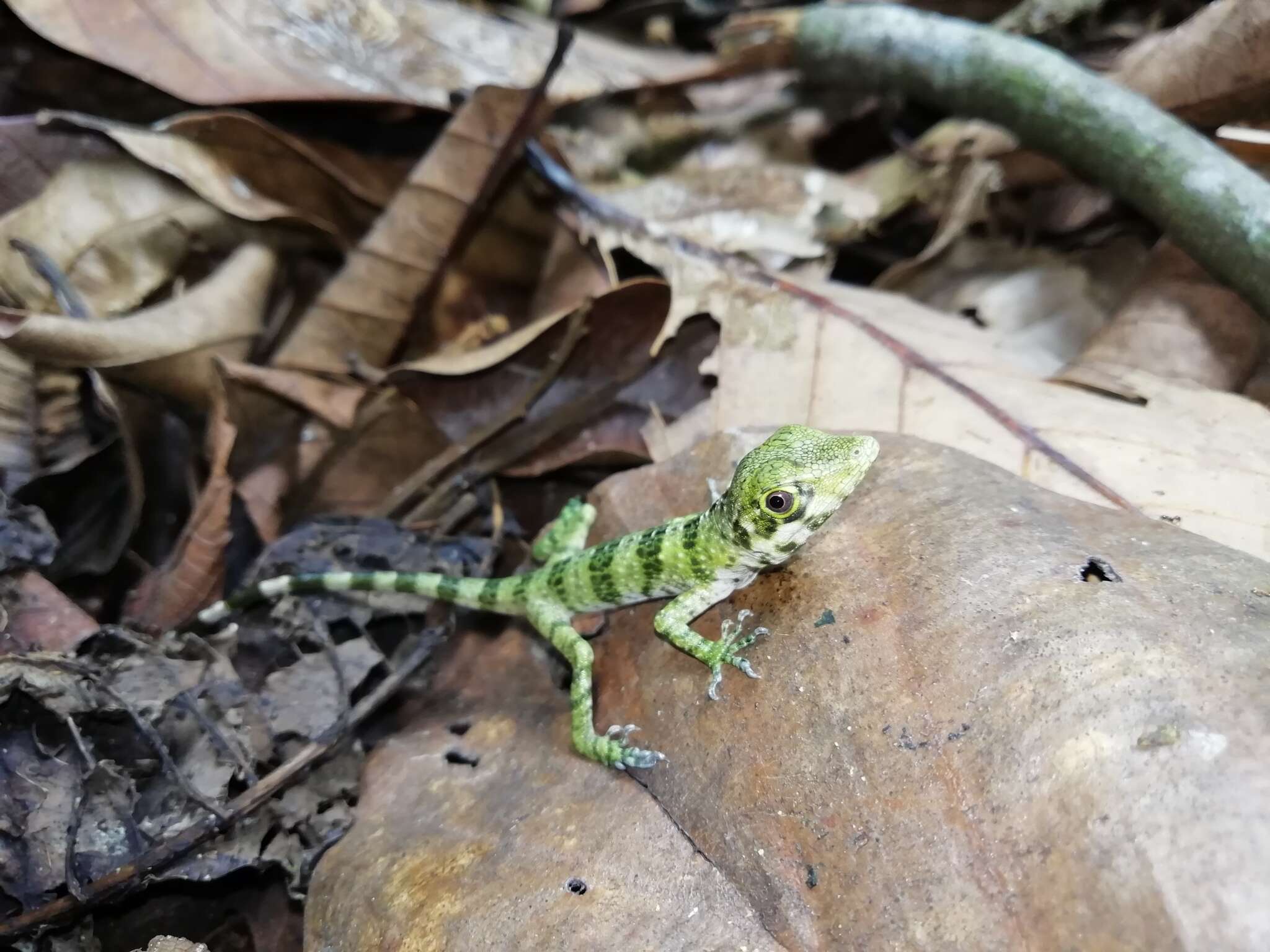 Imagem de Anolis fraseri Günther 1859