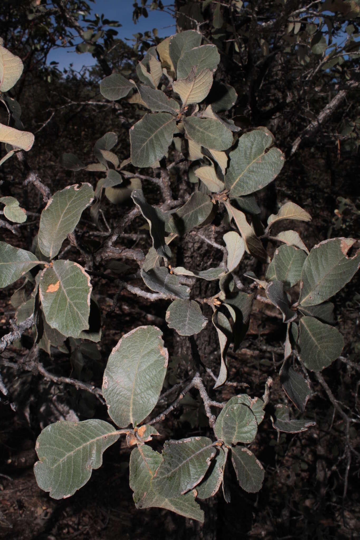 Image of Quercus convallata Trel.