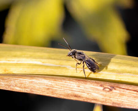 Lasioglossum pectinatum (Robertson 1890)的圖片