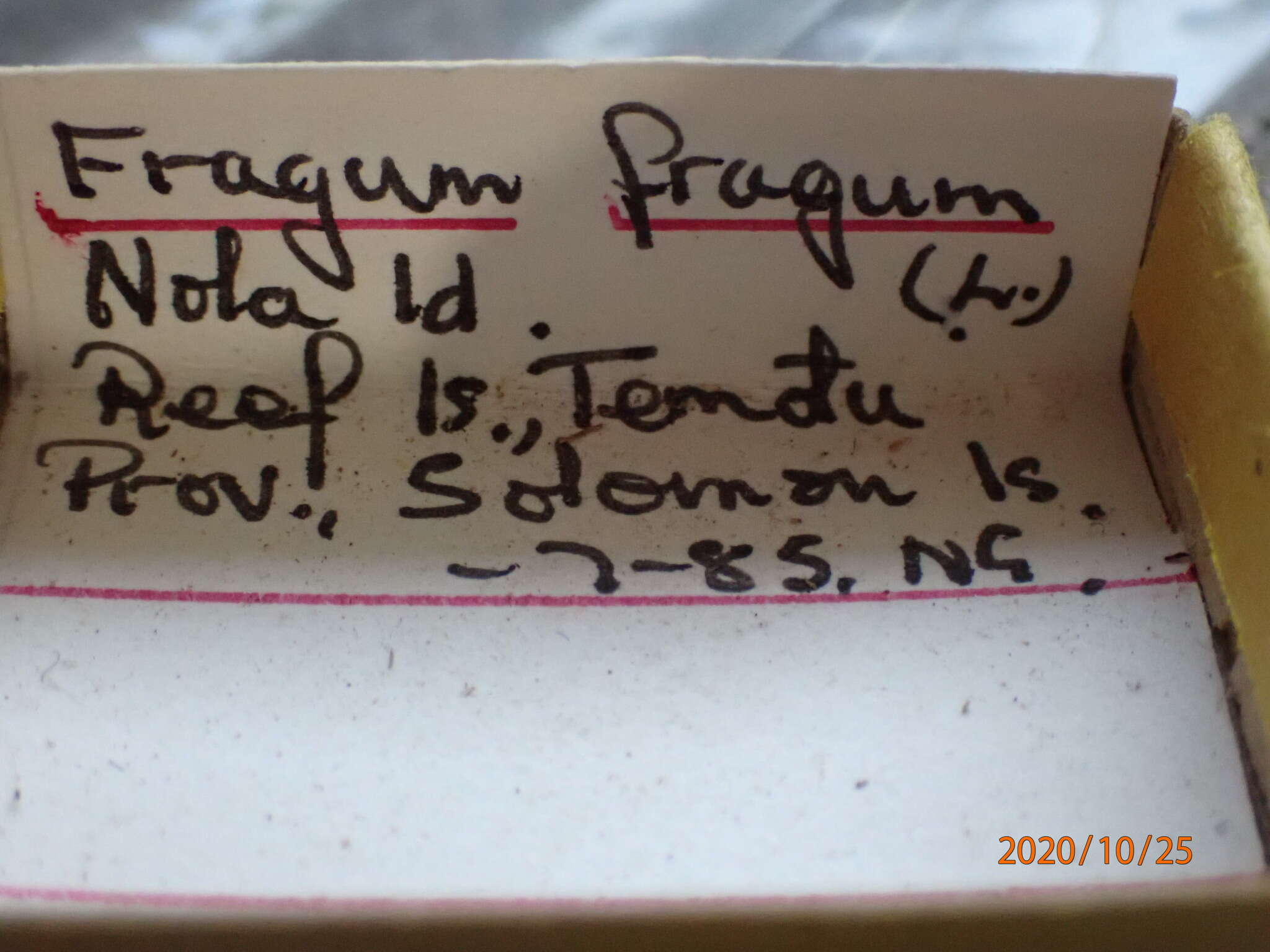Sivun Fragum fragum (Linnaeus 1758) kuva