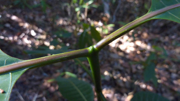 Image of <i>Palicourea blanchetiana</i> Schltdl.