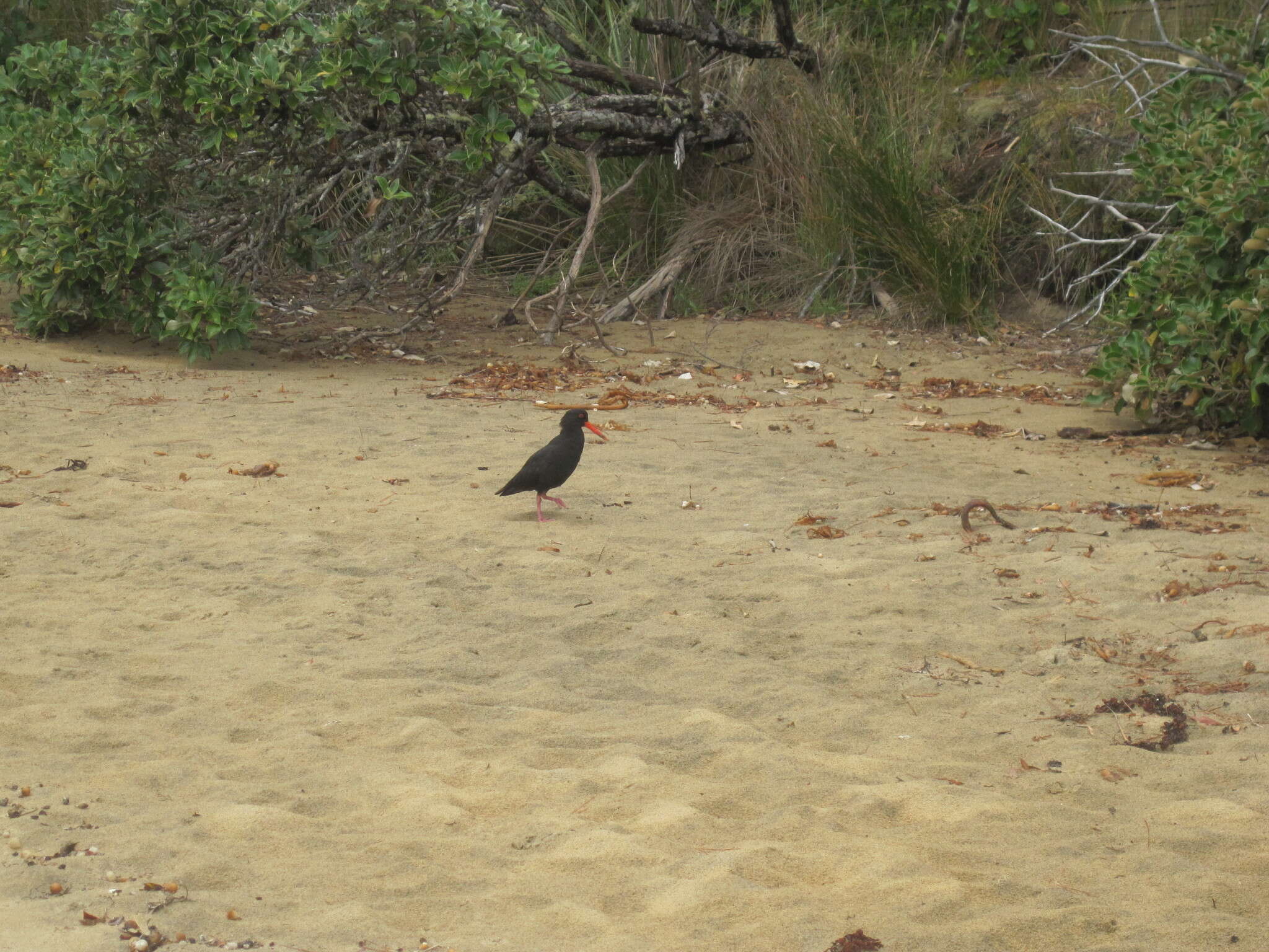 Image of Variable Oystercatcher