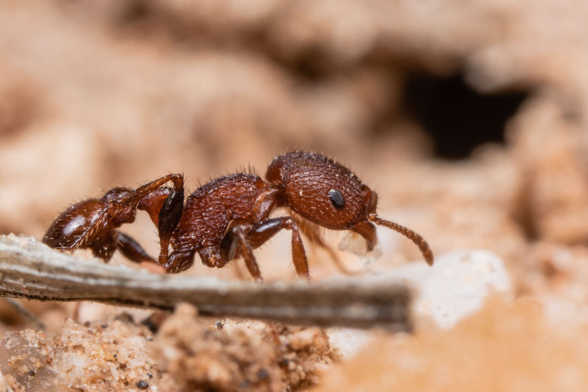 Image of Pogonomyrmex pima Wheeler 1909