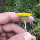 Image of Grindelia brachystephana Griseb.