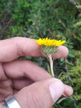 Image of Grindelia brachystephana Griseb.