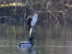 Image of Black Shag