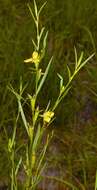 Image de Ludwigia linearis Walt.