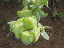 Image de Atriplex lindleyi subsp. inflata (F. Müll.) Paul G. Wilson