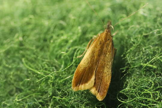 Image of Dichomeris ustalella Fabricius 1794