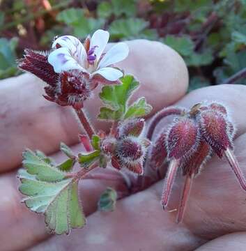 Image of Pelargonium capituliforme Knuth