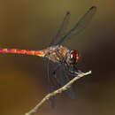 Elasmothemis cannacrioides (Calvert 1906) resmi