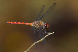 Sivun Elasmothemis cannacrioides (Calvert 1906) kuva