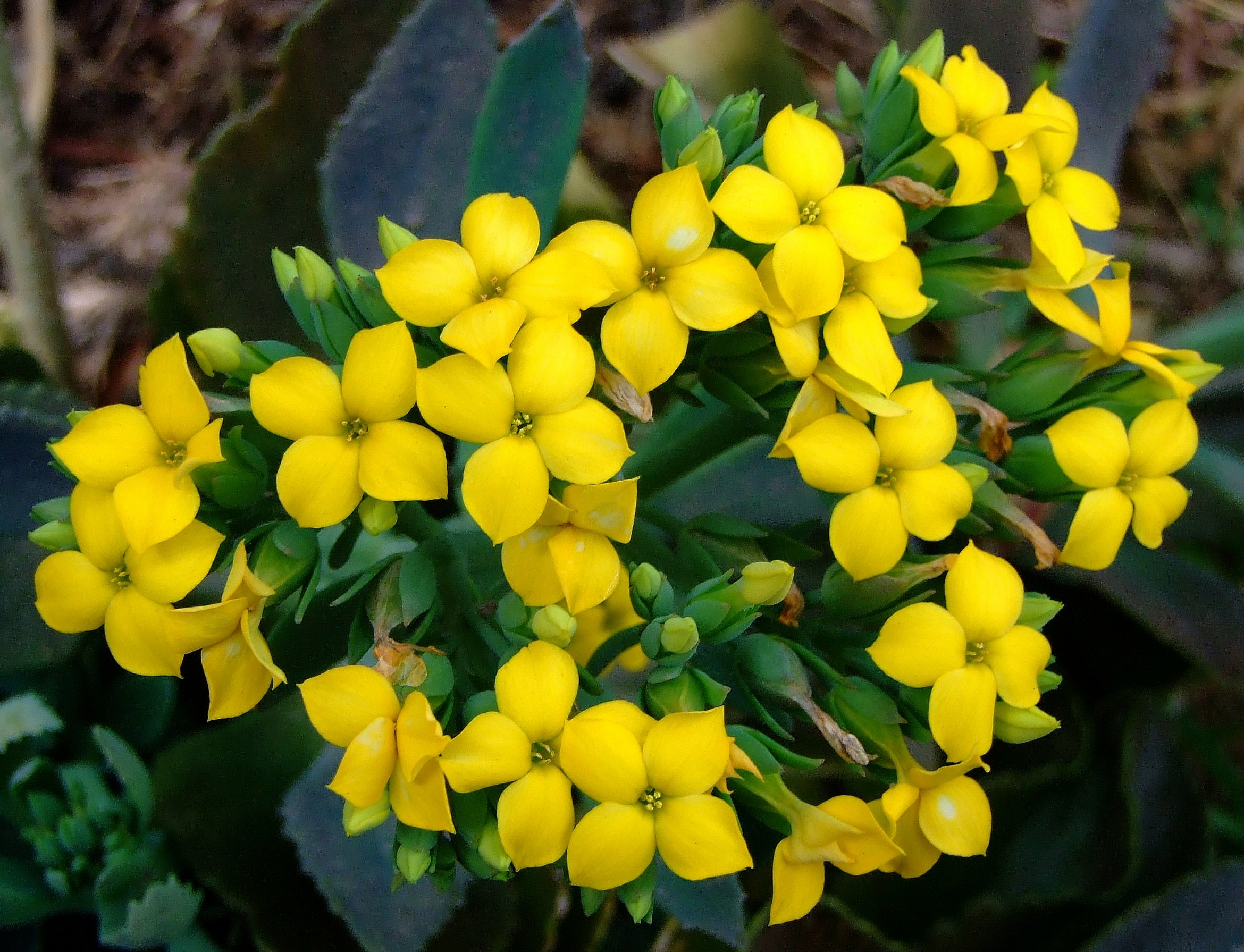 Kalanchoe blossfeldiana (rights holder: Kai Yan,  Joseph Wong)