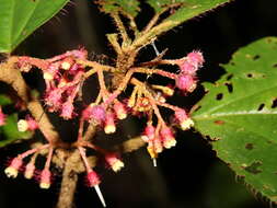 Image of Miconia reitziana (Cogn. & Gleason) Gamba & Almeda