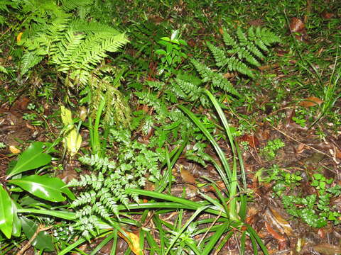 Image of Dryopteris inaequalis (Schltdl.) O. Kuntze