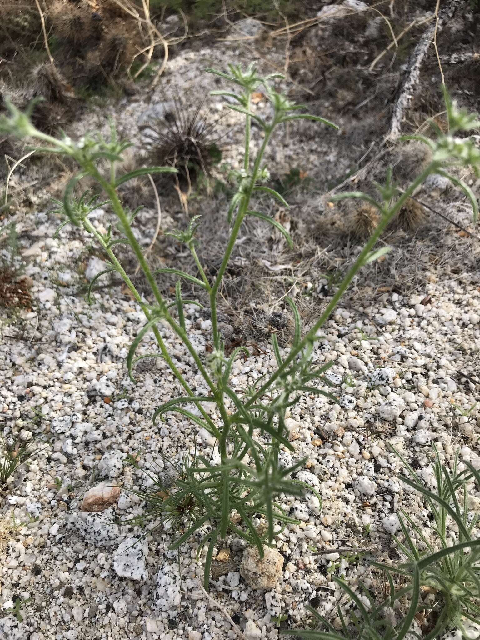 Image de Cryptantha maritima (Greene) Greene