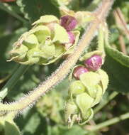 Image of Grassland lantana