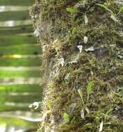 Image of Utricularia jamesoniana Oliv.